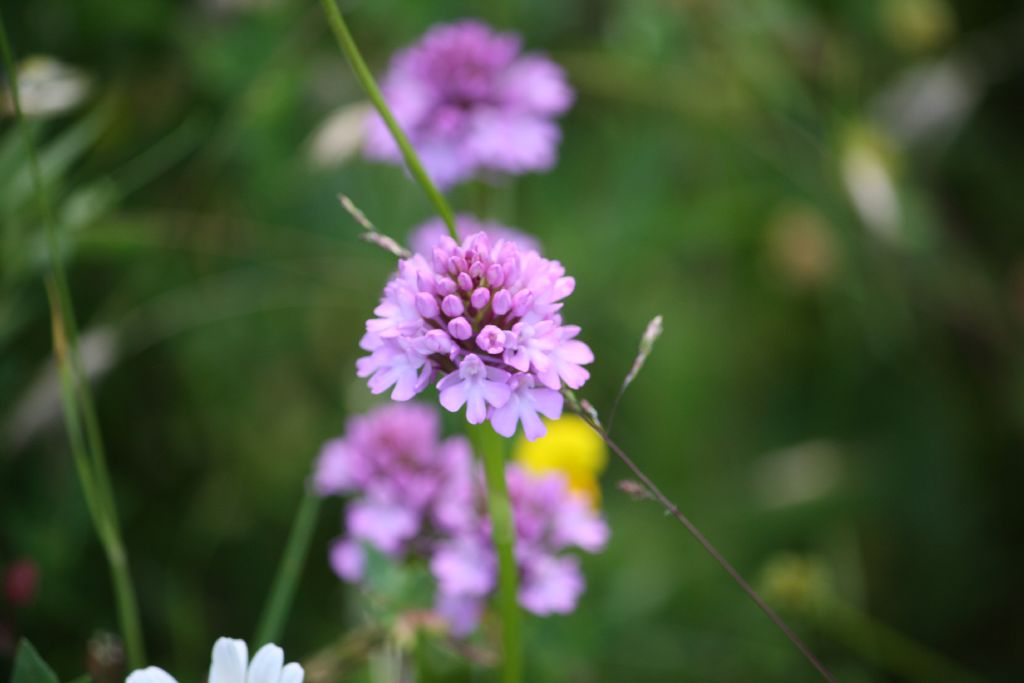 Orchidee Poggi di Monte